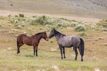 Wild Horses in Spring in the Utah desert