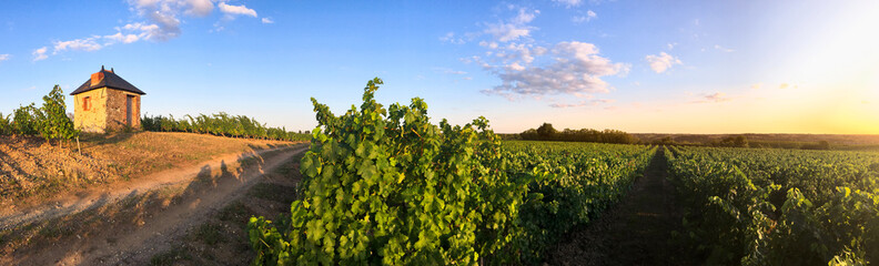 Fototapeta na wymiar Paysage de vigne e, France > Anjou > Layon