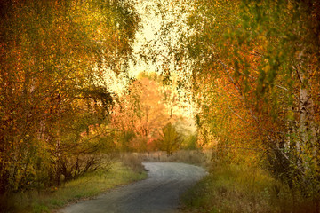 A ground desert road in the autumn forest. Yellow birches and a dreary sky.