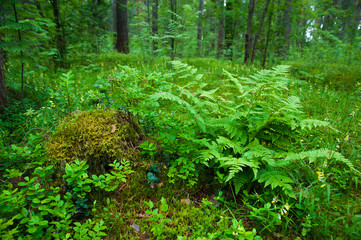 Fototapeta premium Small fern tree in the forest