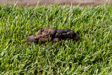 Pile of fresh Dog Poop on green grass in yard