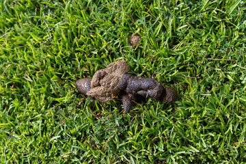 Naklejka na ściany i meble Pile of fresh Dog Poop on green grass in yard