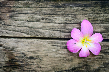 Pink flower on old wood with cracks.