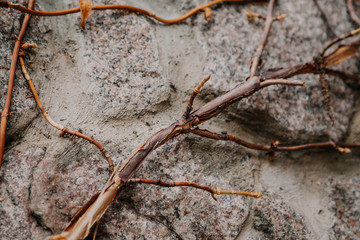 Branch of grapes on stone fence close-up