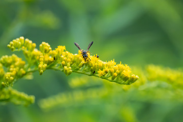 Weevil Wasp on Goldenrod Flowers in Summer