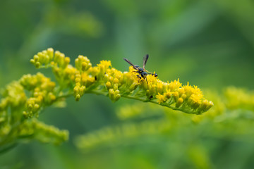 Weevil Wasp on Goldenrod Flowers in Summer