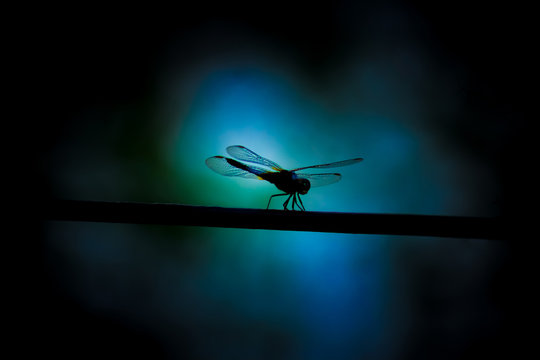 Nature- dragon fly_ kerala