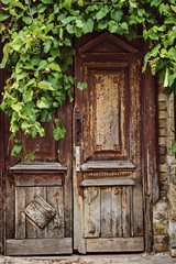 Old wooden door with grape vine