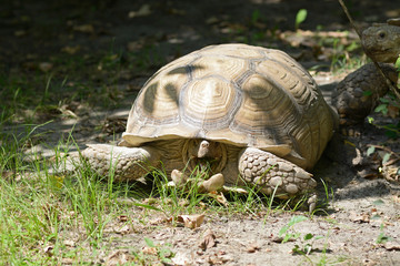 African spurred tortoise, Geochelone Sulcata, eating grass in an aviary of zoo