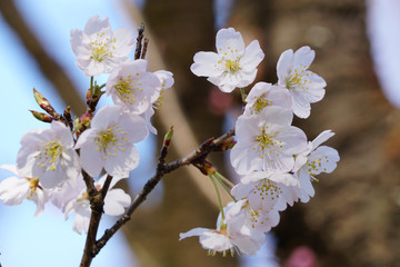 カラミザクラの花