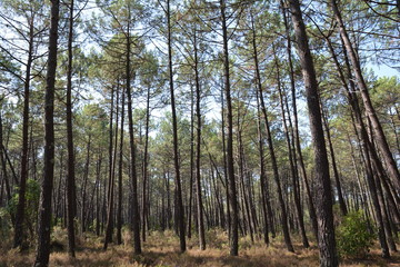 France, Aquitaine,  la forêt de landes de gascogne constituée de pins maritimes s'étend sur près d'un millond'hectares, elle est bordée par l'océan Atlantique.