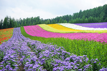 Colorful garden fields in dry season