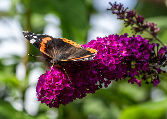 A Red Admiral butterfly taking nectar on one of their favourite garden plants Buddleia