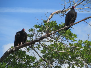 Twin Vultures