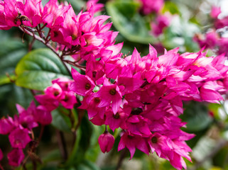 Flores de jardim conhecida como 