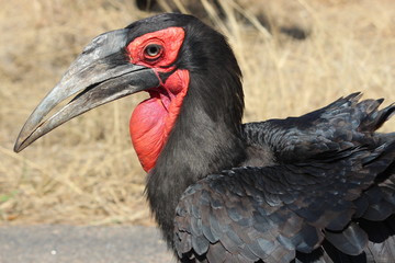 Ground Hornbill (Bucorvus leadbeateri). Photo taken inside of the Kruger National Park, South Africa.