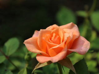young fresh tea rose in Sunny garden