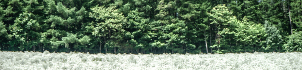 White flowers in green trees background