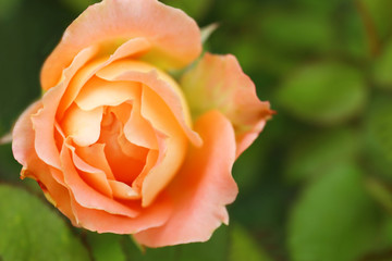 Beautiful blooming rose in green garden, closeup view. Space for text