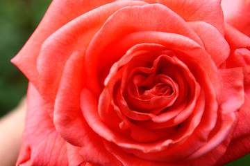 Closeup view of beautiful blooming rose in garden