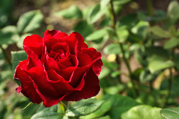 Beautiful blooming red rose in garden on summer day, closeup. Space for text