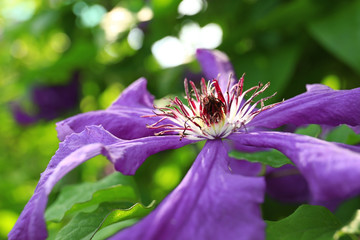 Beautiful blooming clematis in green garden on sunny day, closeup