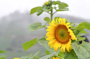 sunflower flower or sunflower