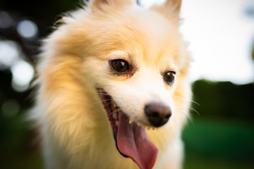 German Spitz dog pomeranian outdoors portrait