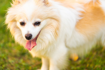 German Spitz dog pomeranian outdoors portrait