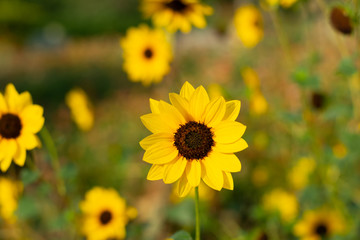 yellow flower field of sunflowers