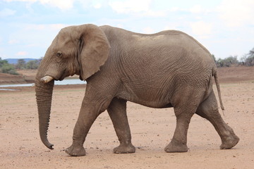 Fototapeta na wymiar African Elephant (Loxodonta africana) taking a stroll in central Namibia.