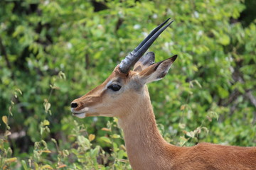 Antelope in the Mahangu Game Reserve, Northern Namibia.