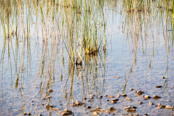reeds in lake
