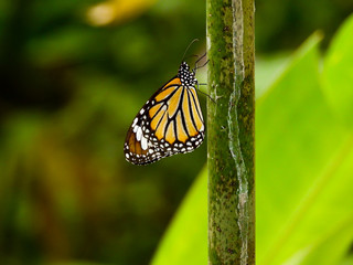 Cute butterfly sitting on the leaf