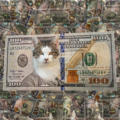 Seamless financial funny pattern for cat lovers
