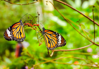 Cute butterfly sitting on the leaf