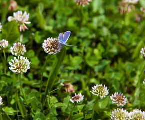 butterfly on flower