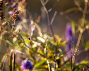 flowers in the garden