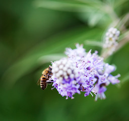 bee on flower
