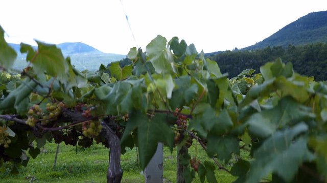 winery