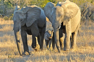 Obraz premium mother and baby elephant