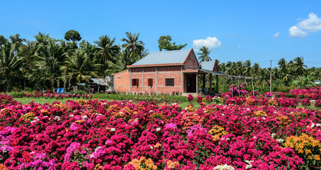 Fototapeta na wymiar Flower field in Mekong Delta, Vietnam