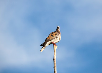seagull on beach