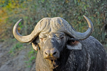 buffalo in field