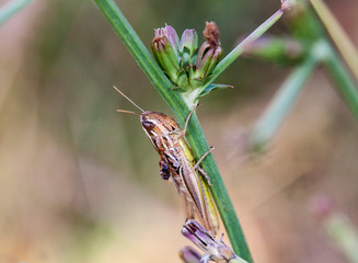 grasshopper on flower