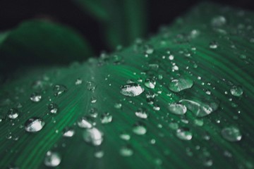 Naturaleza en macro