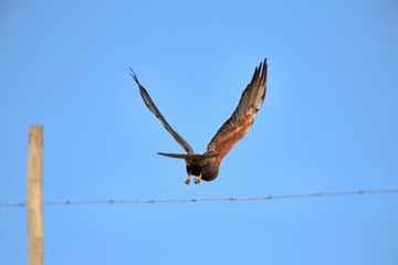 hawk in flight
