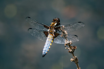 Broad-Bodied Chaser - Dragonfly - Libellula Depressa
