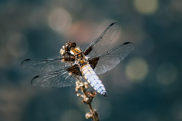 Broad-Bodied Chaser - Dragonfly - Libellula Depressa