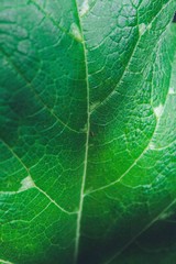 Obraz premium Macro plant